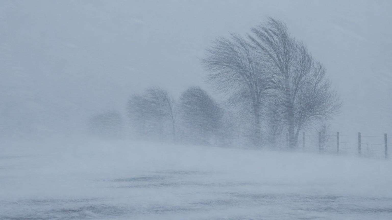 Whiteout blizzard conditions on an open plain with horizontal driving snow and wind-bent trees barely visible