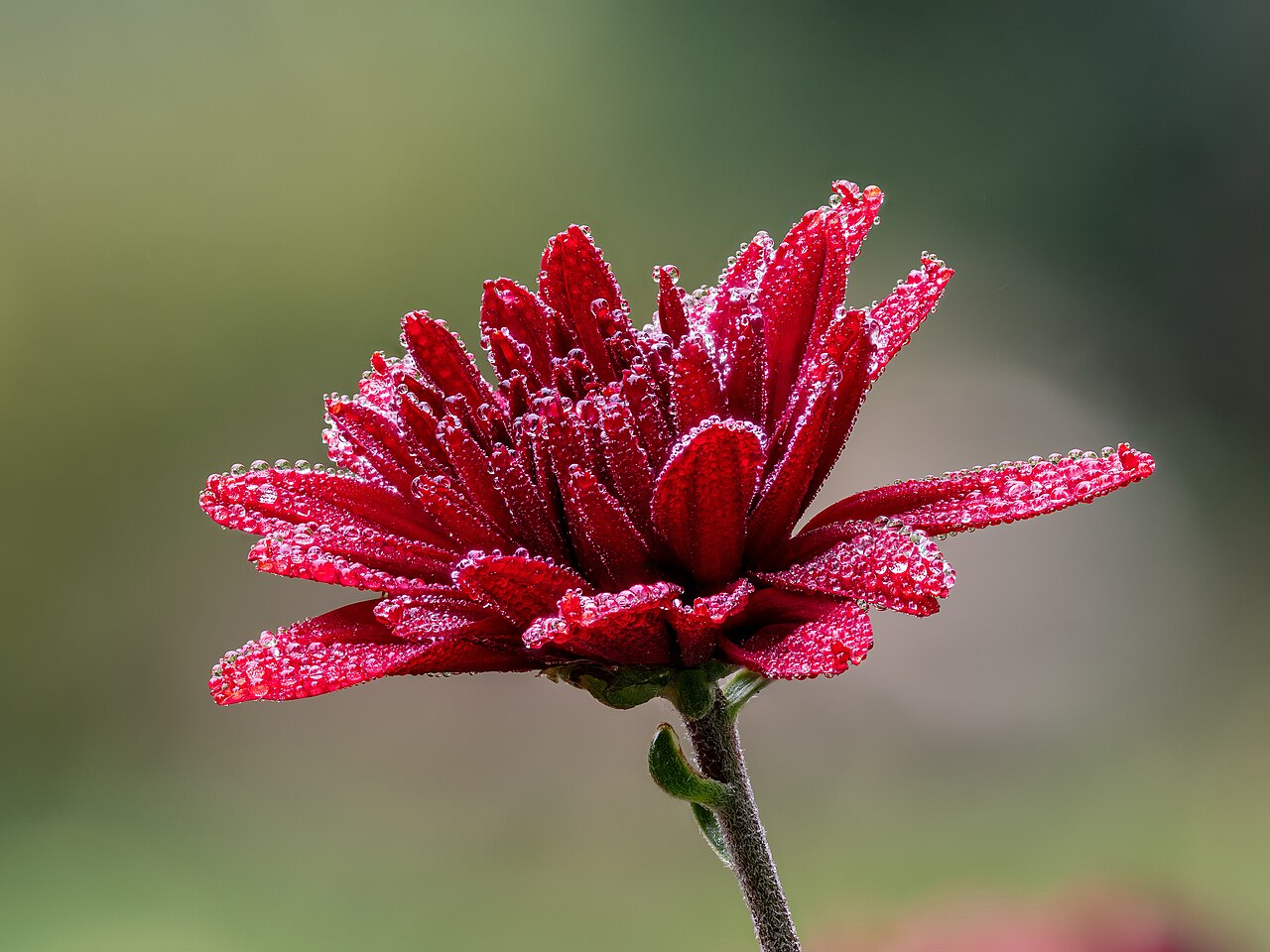Flower of a red chrysanthemum (Chrysanthemum × morifolium) with dew drops in a garden in Bamberg in Upper Franconia. Focus stack of 32 frames.