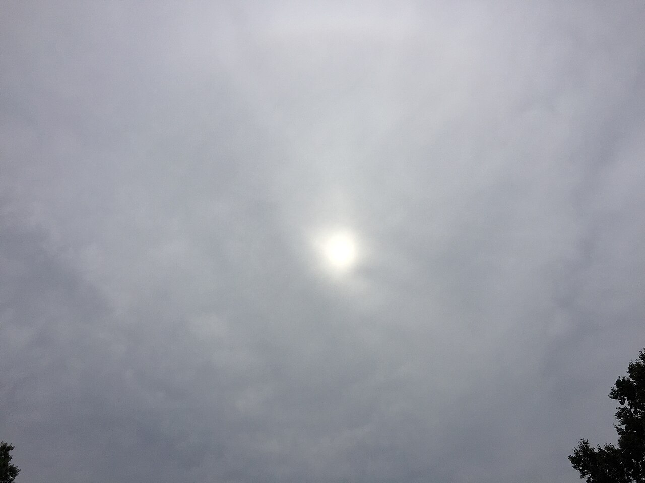 Sun shining dimly through a uniform, mid-level grey altostratus cloud layer, with dark tree tops. Sun shining dimly through a uniform, mid-level grey altostratus translucidus cloud layer, with dark tree tops.